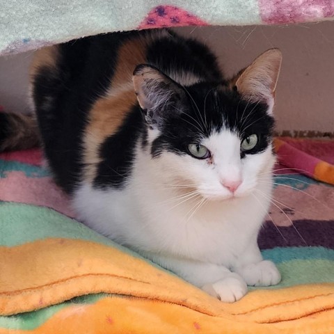 Lila, an adoptable Domestic Short Hair in Cody, WY, 82414 | Photo Image 1