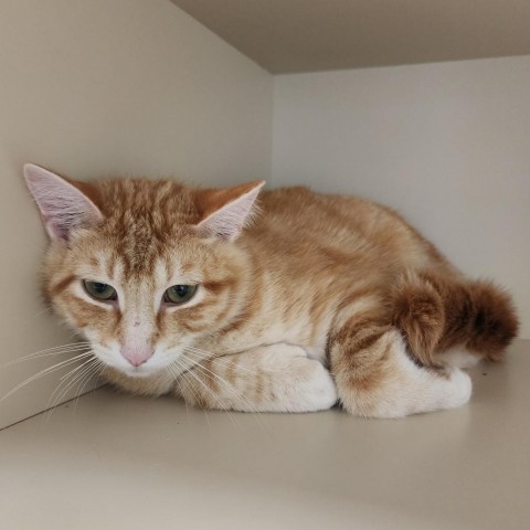 Timothy, an adoptable Domestic Short Hair in Cody, WY, 82414 | Photo Image 1