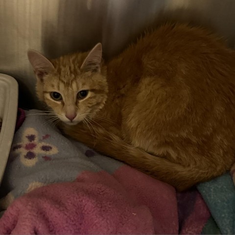 Timothy, an adoptable Domestic Short Hair in Cody, WY, 82414 | Photo Image 2