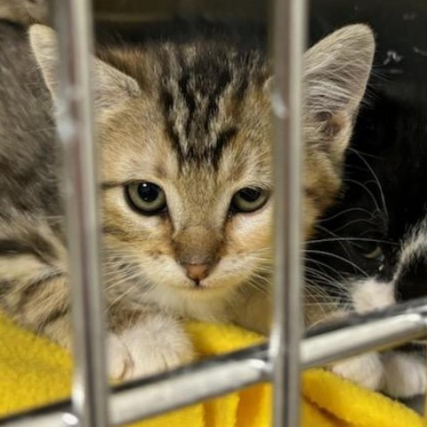 Emerald, an adoptable Domestic Short Hair in Cody, WY, 82414 | Photo Image 2