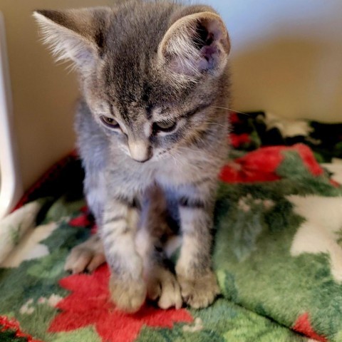 Mae, an adoptable Domestic Short Hair in Cody, WY, 82414 | Photo Image 1