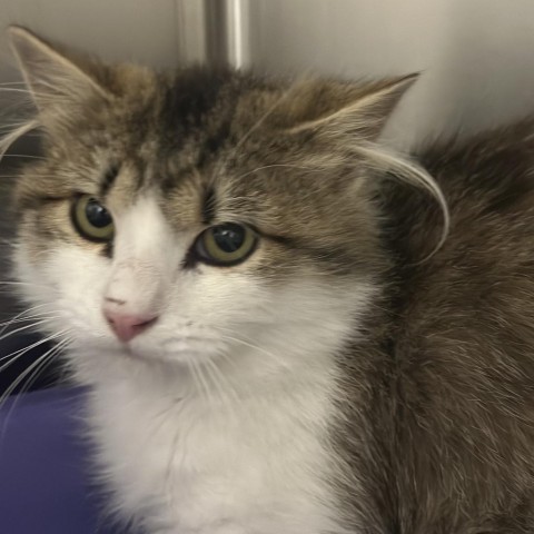 Apricot, an adoptable Domestic Long Hair in Cody, WY, 82414 | Photo Image 2