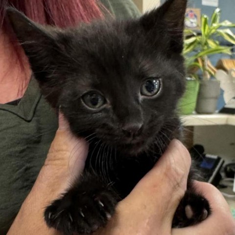 Loki, an adoptable Domestic Short Hair in Cody, WY, 82414 | Photo Image 1