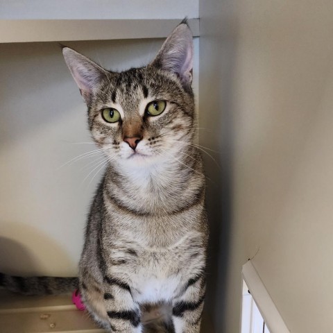 Sundance, an adoptable Domestic Short Hair in Cody, WY, 82414 | Photo Image 1