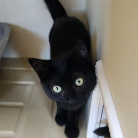 Voodoo, an adoptable Domestic Short Hair in Cody, WY, 82414 | Photo Image 1