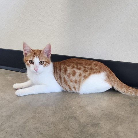 Jupiter, an adoptable Domestic Medium Hair in Cody, WY, 82414 | Photo Image 1