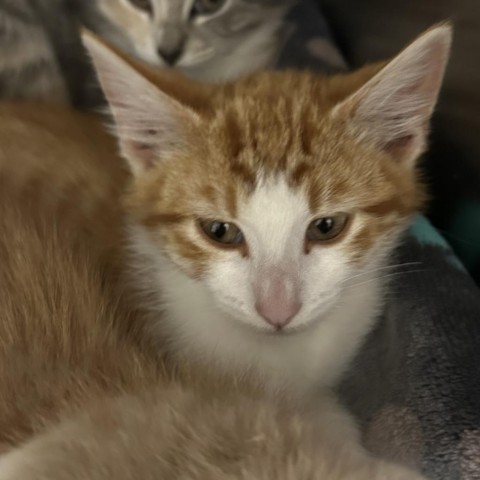 Jupiter, an adoptable Domestic Medium Hair in Cody, WY, 82414 | Photo Image 3