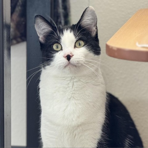 Hamilton, an adoptable Domestic Short Hair, Siamese in Cody, WY, 82414 | Photo Image 1