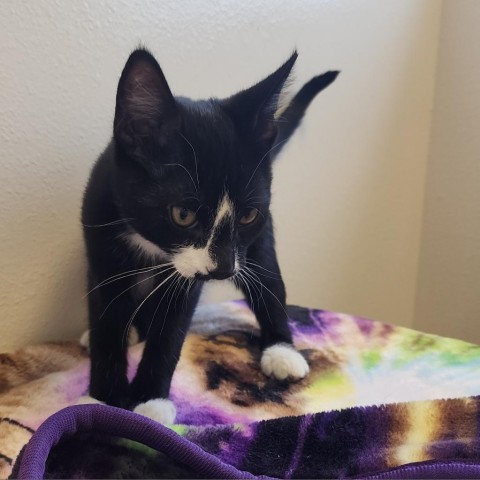 Citrine, an adoptable Domestic Short Hair in Cody, WY, 82414 | Photo Image 1