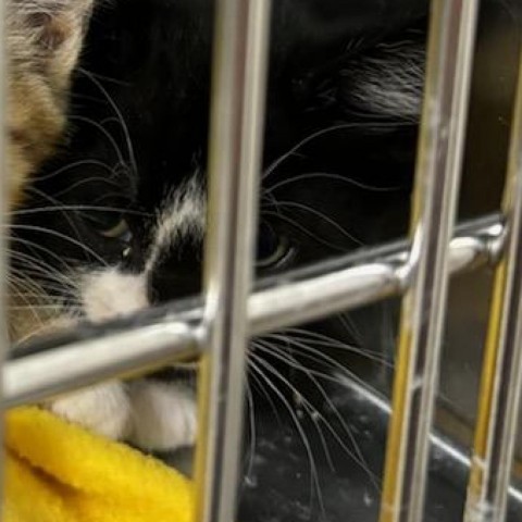 Citrine, an adoptable Domestic Short Hair in Cody, WY, 82414 | Photo Image 2