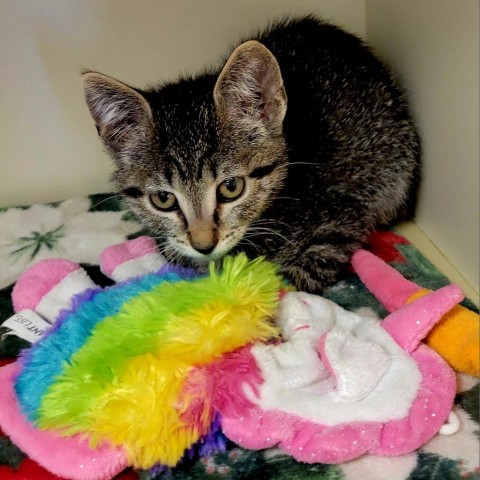 Misty, an adoptable Domestic Short Hair in Cody, WY, 82414 | Photo Image 1