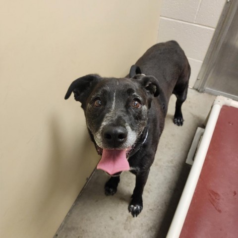 Boone, an adoptable Black Labrador Retriever, Australian Cattle Dog / Blue Heeler in Cody, WY, 82414 | Photo Image 1