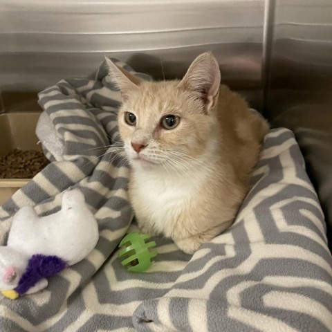 Cora, an adoptable Domestic Short Hair in Cody, WY, 82414 | Photo Image 2