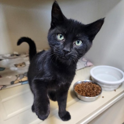 Jinx, an adoptable Domestic Short Hair in Cody, WY, 82414 | Photo Image 1