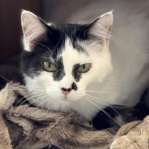 Squash, an adoptable Domestic Long Hair in Cody, WY, 82414 | Photo Image 1