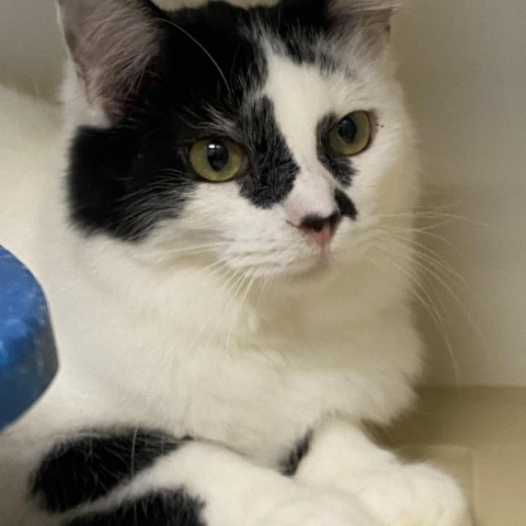 Squash, an adoptable Domestic Long Hair in Cody, WY, 82414 | Photo Image 2