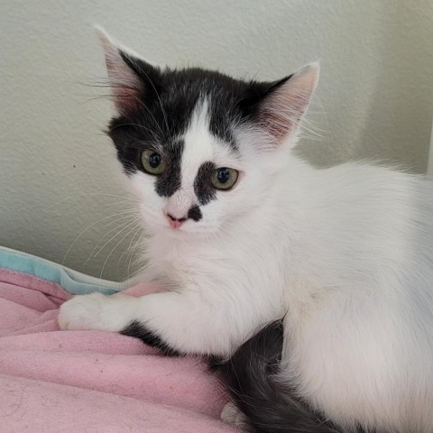 Squash, an adoptable Domestic Long Hair in Cody, WY, 82414 | Photo Image 2