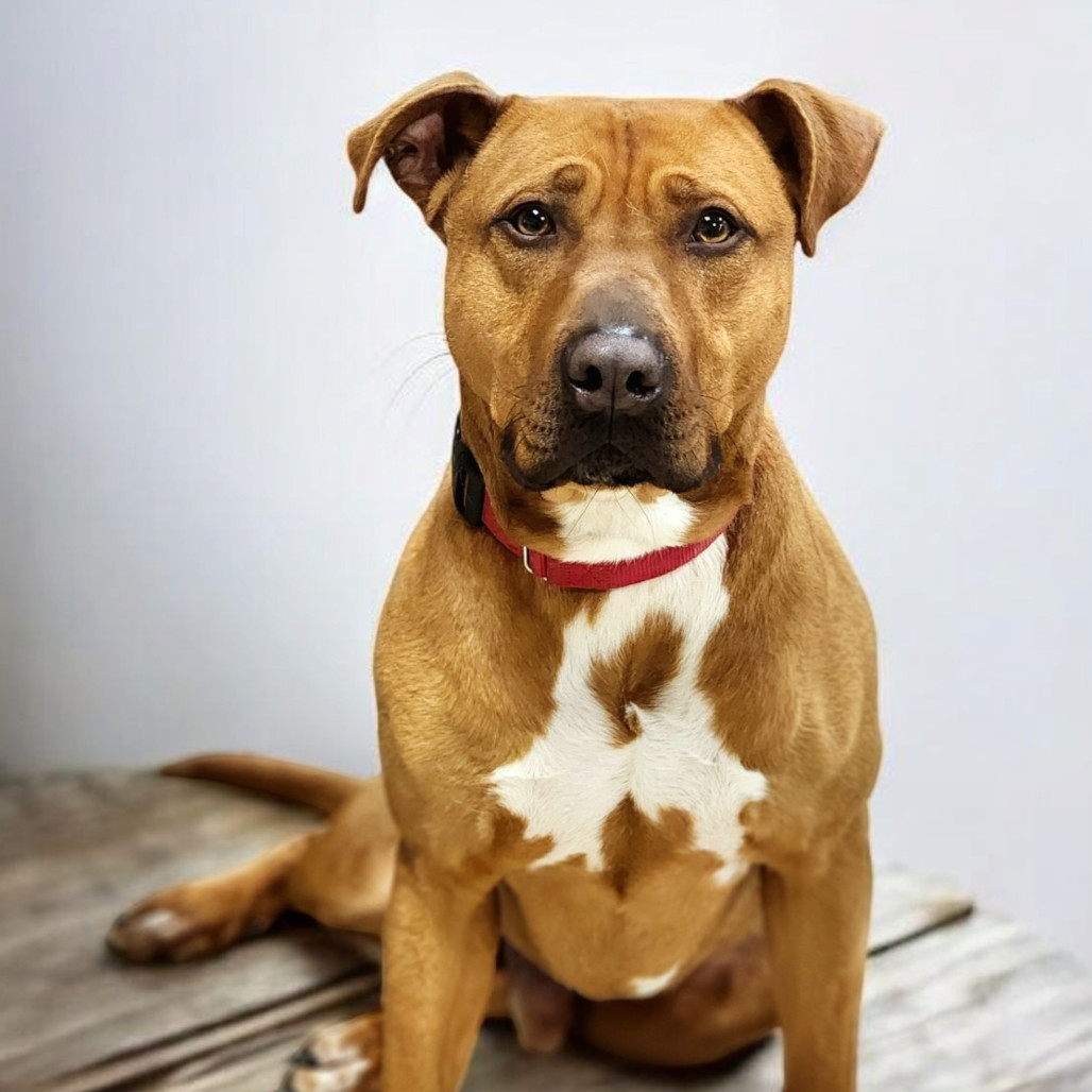 Louie, an adoptable Pit Bull Terrier in Zimmerman, MN, 55398 | Photo Image 1