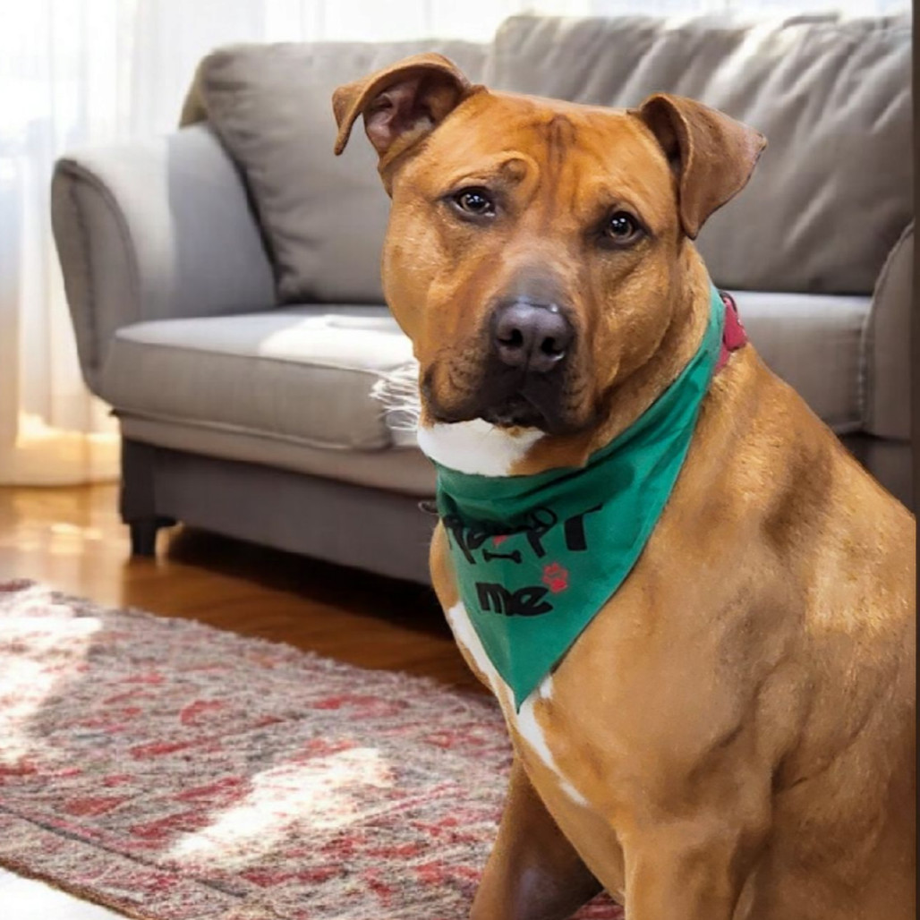 Louie, an adoptable Pit Bull Terrier in Zimmerman, MN, 55398 | Photo Image 2