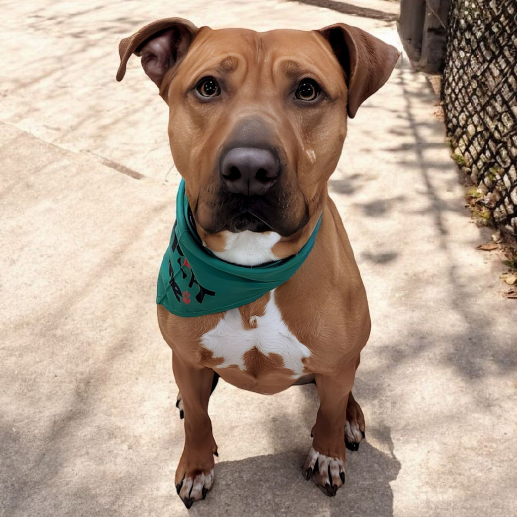 Louie, an adoptable Pit Bull Terrier in Zimmerman, MN, 55398 | Photo Image 3