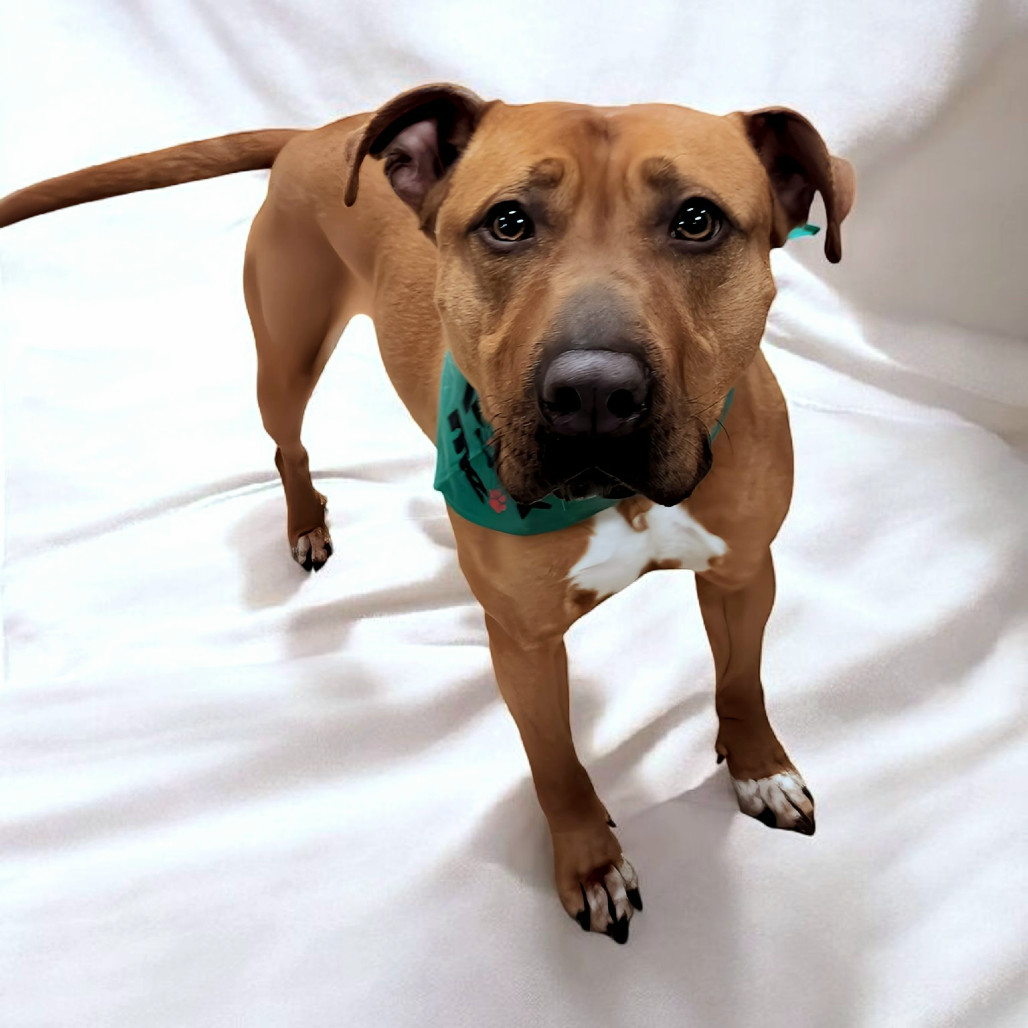 Louie, an adoptable Pit Bull Terrier in Zimmerman, MN, 55398 | Photo Image 4