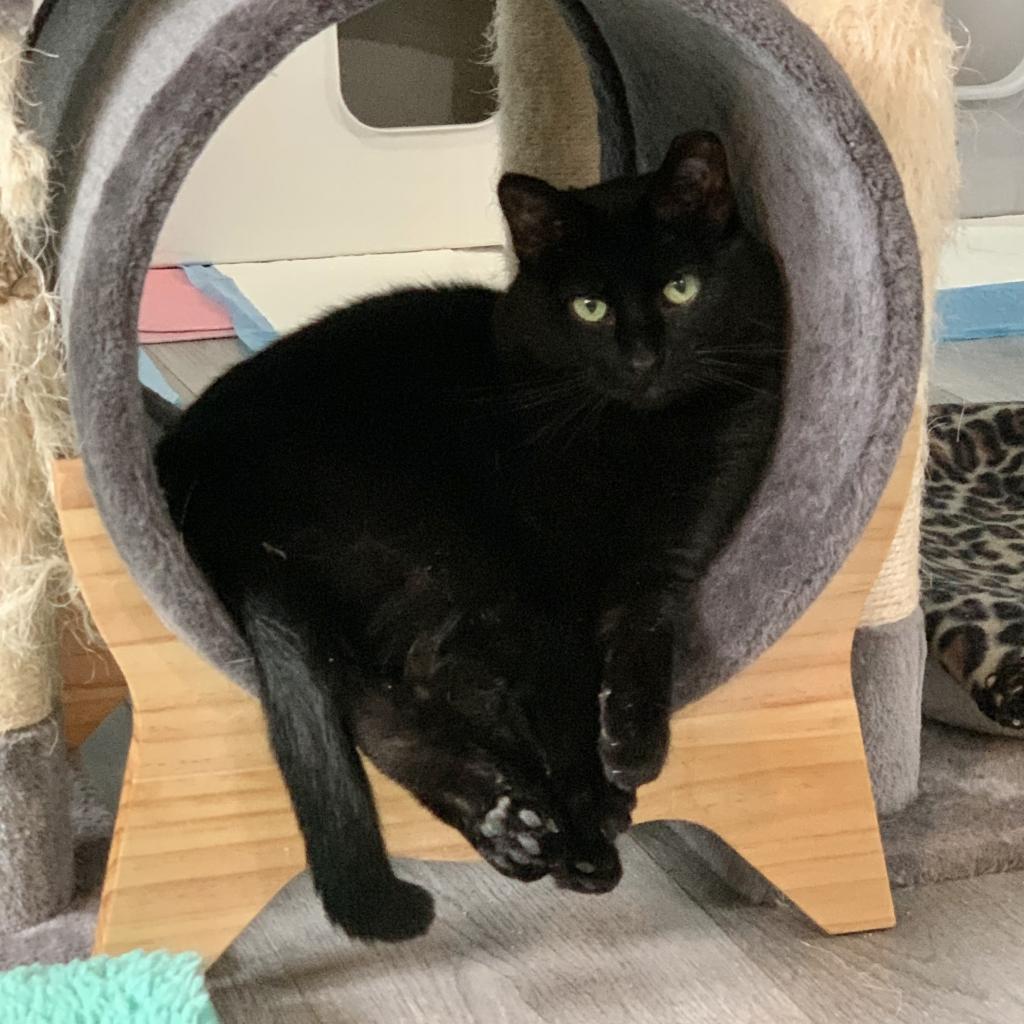 Purrsnickity, an adoptable Domestic Medium Hair in Zimmerman, MN, 55398 | Photo Image 2