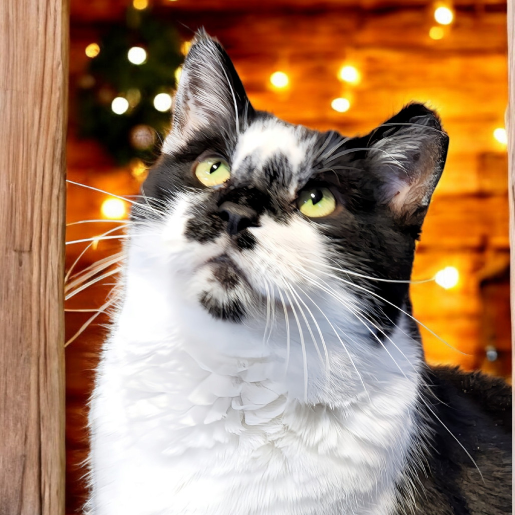 Montgomery Burns, an adoptable Domestic Short Hair in Zimmerman, MN, 55398 | Photo Image 1