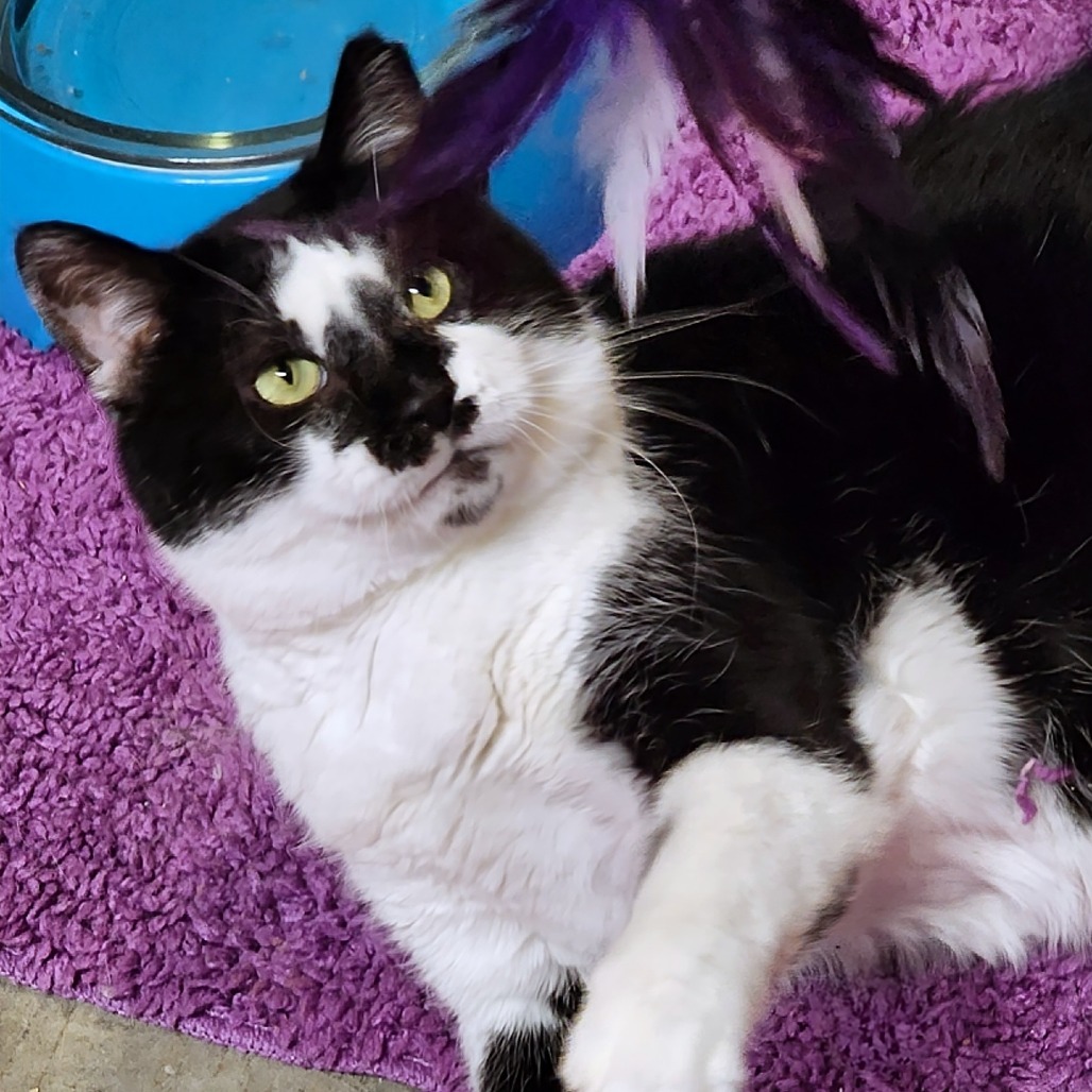 Montgomery Burns, an adoptable Domestic Short Hair in Zimmerman, MN, 55398 | Photo Image 1