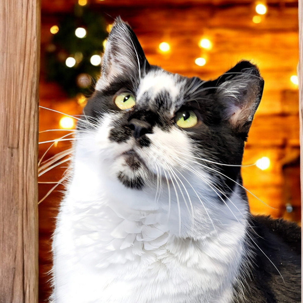 Montgomery Burns, an adoptable Domestic Short Hair in Zimmerman, MN, 55398 | Photo Image 2