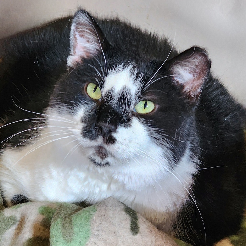 Montgomery Burns, an adoptable Domestic Short Hair in Zimmerman, MN, 55398 | Photo Image 5