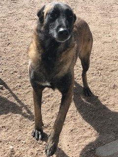 Ursa, an adoptable Belgian Shepherd / Malinois in Westminster, CO, 80021 | Photo Image 1