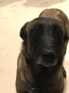 Ursa, an adoptable Belgian Shepherd / Malinois in Westminster, CO, 80021 | Photo Image 2