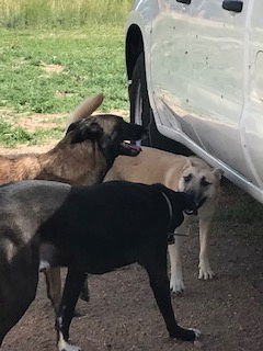 Ursa, an adoptable Belgian Shepherd / Malinois in Westminster, CO, 80021 | Photo Image 3