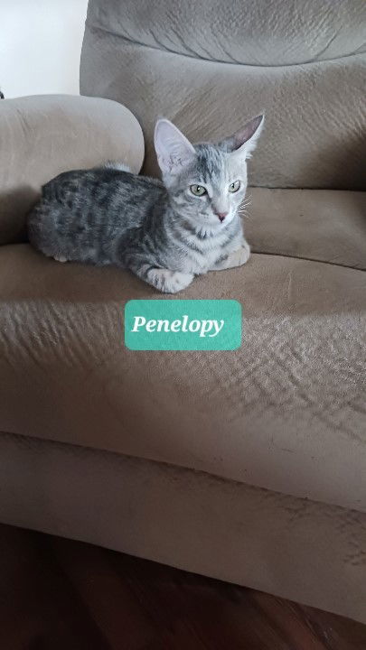 Penelopy