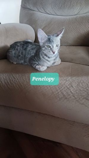 Penelopy