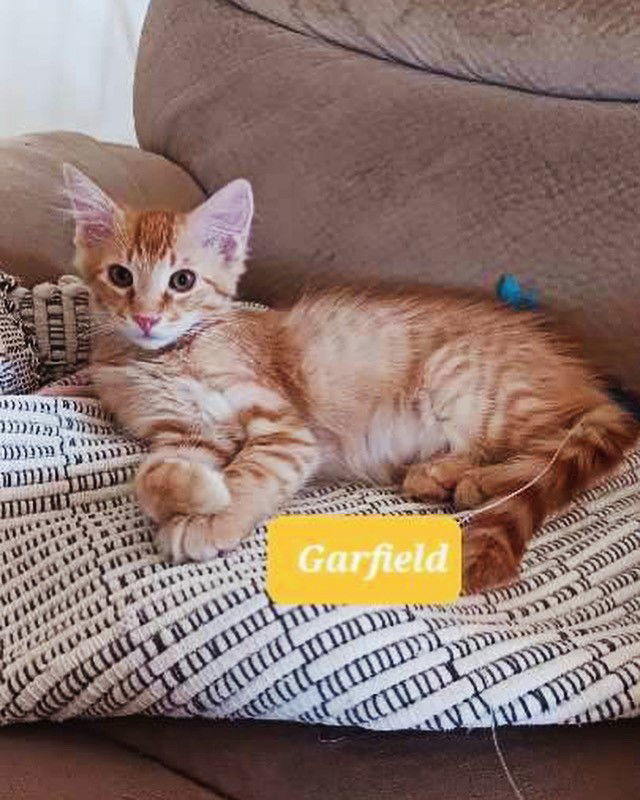 Garfield 1