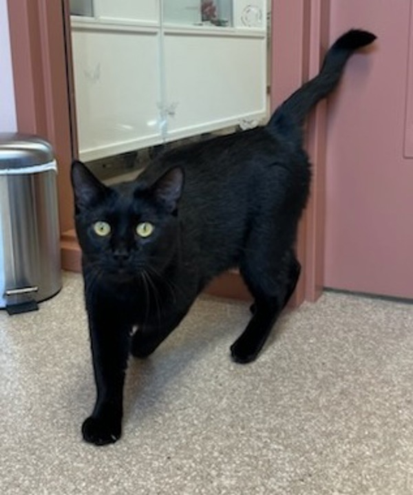 Vinny, an adoptable Domestic Short Hair in Great Falls, MT, 59405 | Photo Image 1