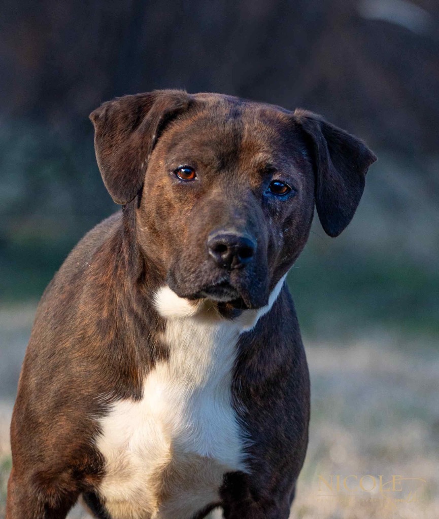 Boss Man, an adoptable Pit Bull Terrier in Henderson, KY, 42420 | Photo Image 1