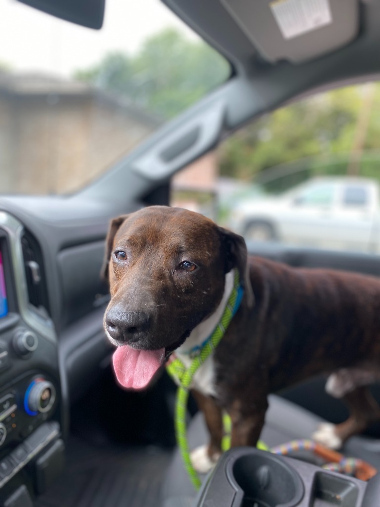 Boss Man, an adoptable Pit Bull Terrier in Henderson, KY, 42420 | Photo Image 2