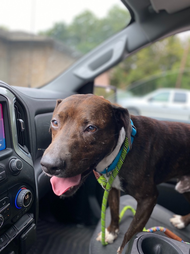 Boss Man, an adoptable Pit Bull Terrier in Henderson, KY, 42420 | Photo Image 3