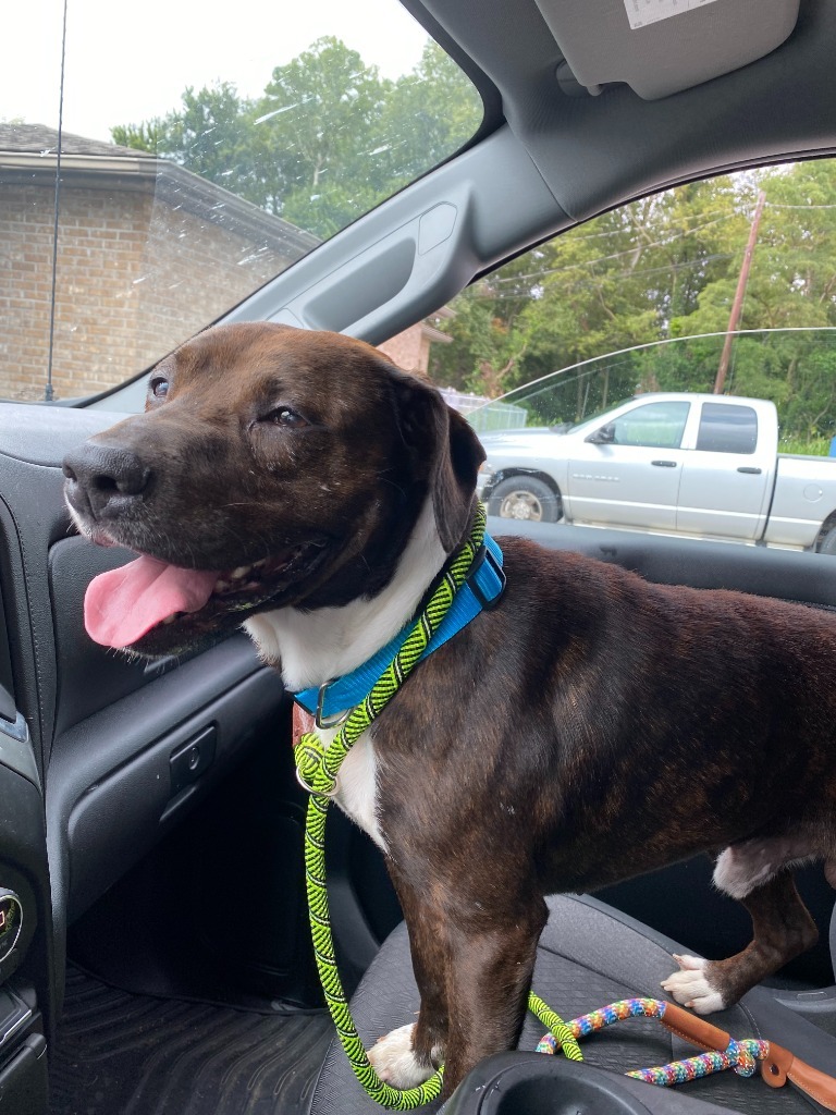 Boss Man, an adoptable Pit Bull Terrier in Henderson, KY, 42420 | Photo Image 4