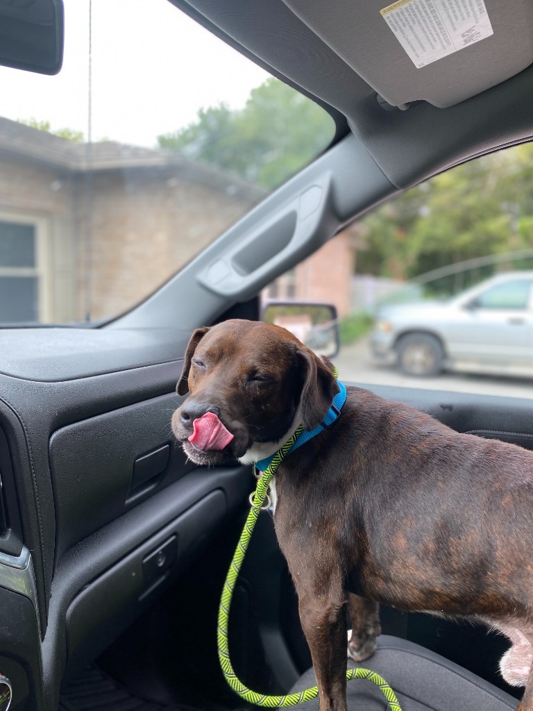 Boss Man, an adoptable Pit Bull Terrier in Henderson, KY, 42420 | Photo Image 5