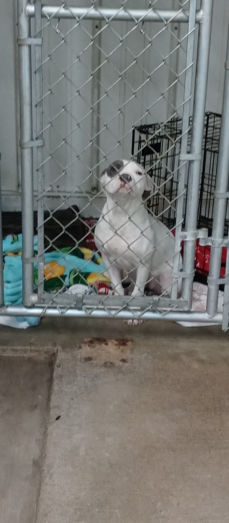 Drama, an adoptable Pit Bull Terrier in Virginia, MN, 55792 | Photo Image 1