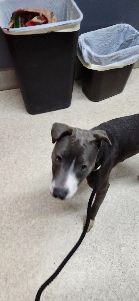 Tia, an adoptable Pit Bull Terrier, Mixed Breed in Virginia, MN, 55792 | Photo Image 1