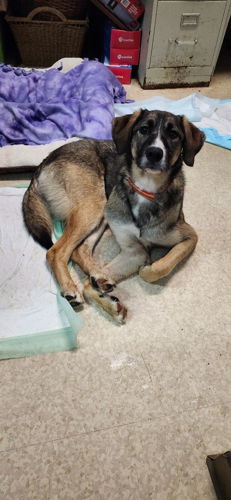 Charlie, an adoptable Shepherd in Virginia, MN, 55792 | Photo Image 1