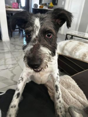 You can fill out an adoption application online on our official websiteJeremy AL is a male Terrie