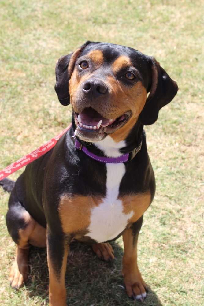 Rottweiler black and fashion tan