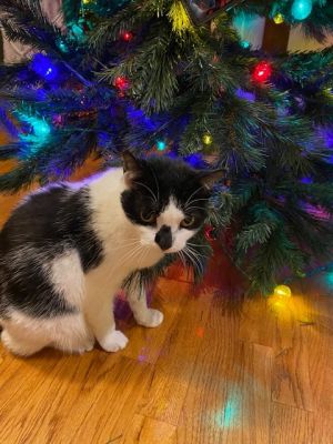 Bandit is a 11 year old male whose hobbies include getting groomed with his exclusive brush chasin