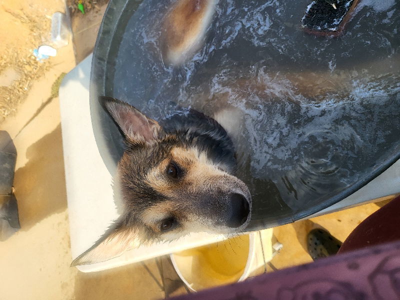 Mocha