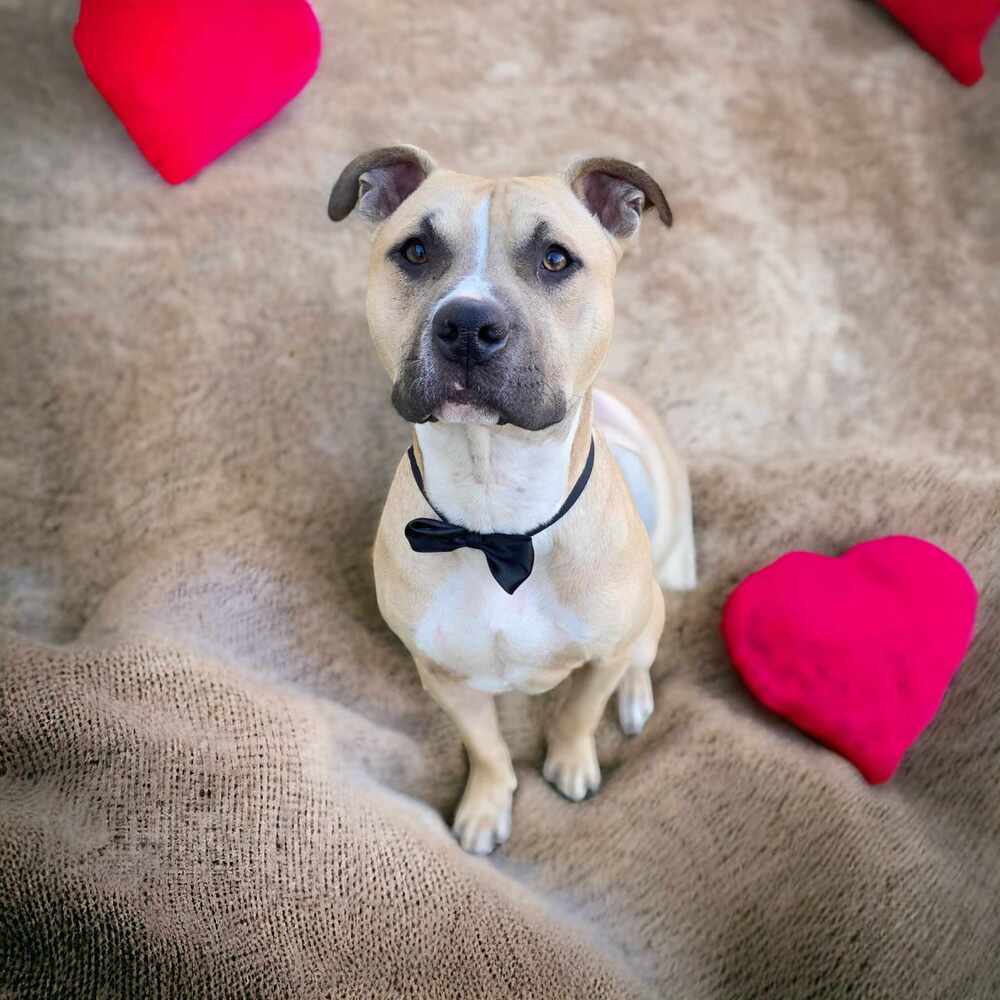 Crescent #54340 (aka Kaz), an adoptable Black Mouth Cur in Aulac, NB, E4L 2X2 | Photo Image 1